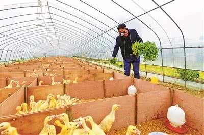 阿拉山口市养殖大棚